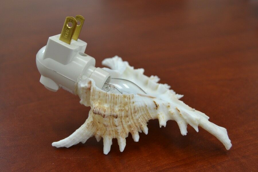 Brown Murex Shell Nightlight – Handcrafted Ocean - Inspired Luxury Lighting – Lighting – Eliosun Home Decor