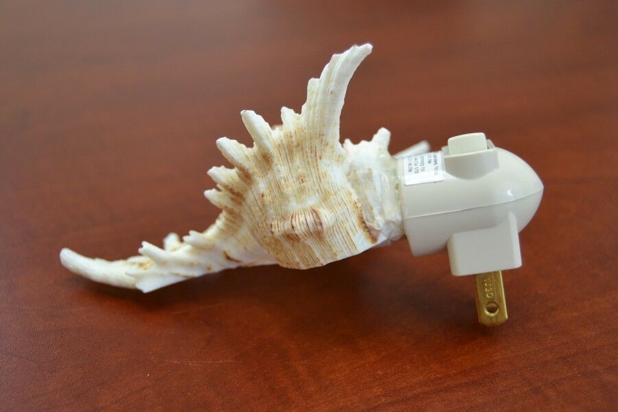 Brown Murex Shell Nightlight – Handcrafted Ocean - Inspired Luxury Lighting – Lighting – Eliosun Home Decor